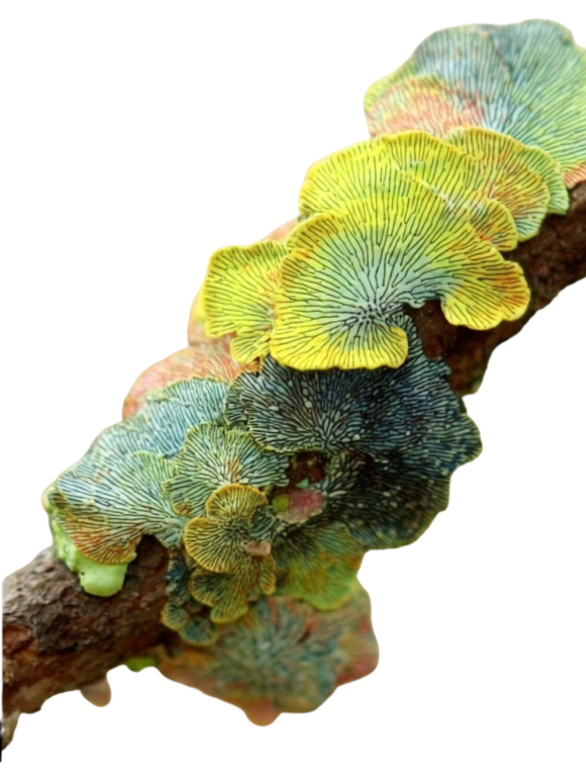 The Pulse + Align Ritual